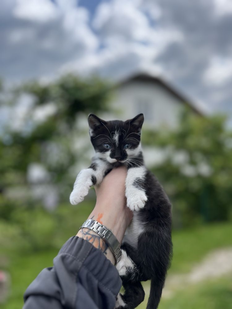 Віддамо кошенят у добрі руки