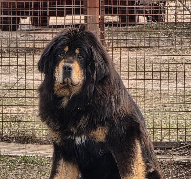 Тибетский мастиф