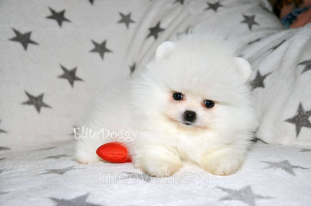 Померанский шпиц мишки мини и мелкий стандарт