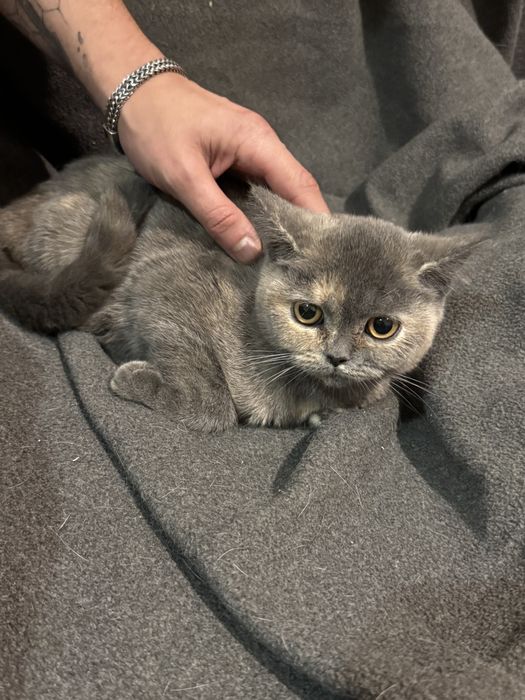 Продам кішок різних порід