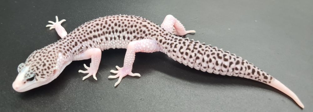 Gekon lamparcie Total Eclipse