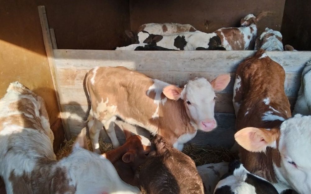 Продаю телята бычки бычков на откорм