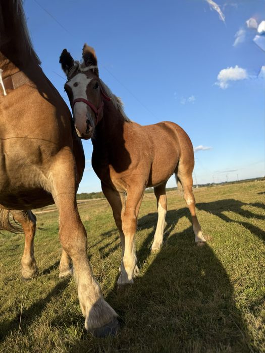 Źrebak ziomnokrwisty