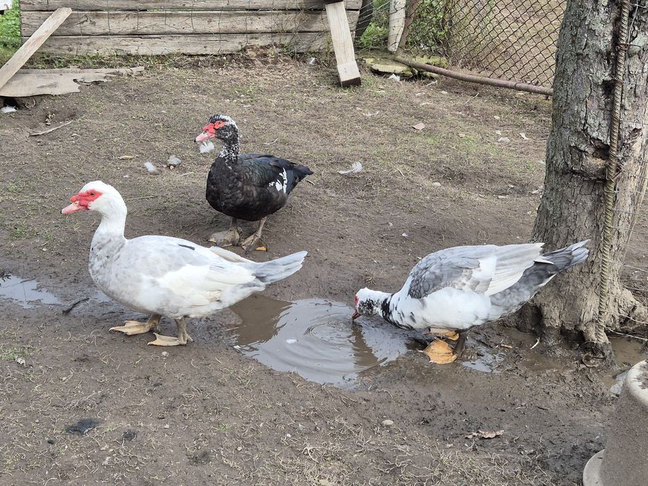 Kaczka, kaczor piżmowe