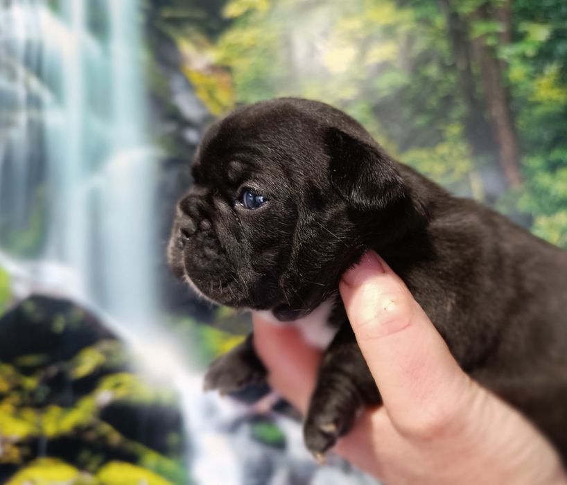Buldog francuski piesek ZKwP