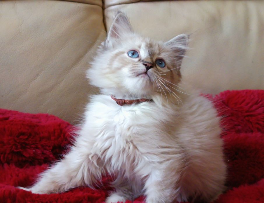 Koty Syberyjskie Neva Masquerade -MALIBU ZKolakowegoDomu*PL