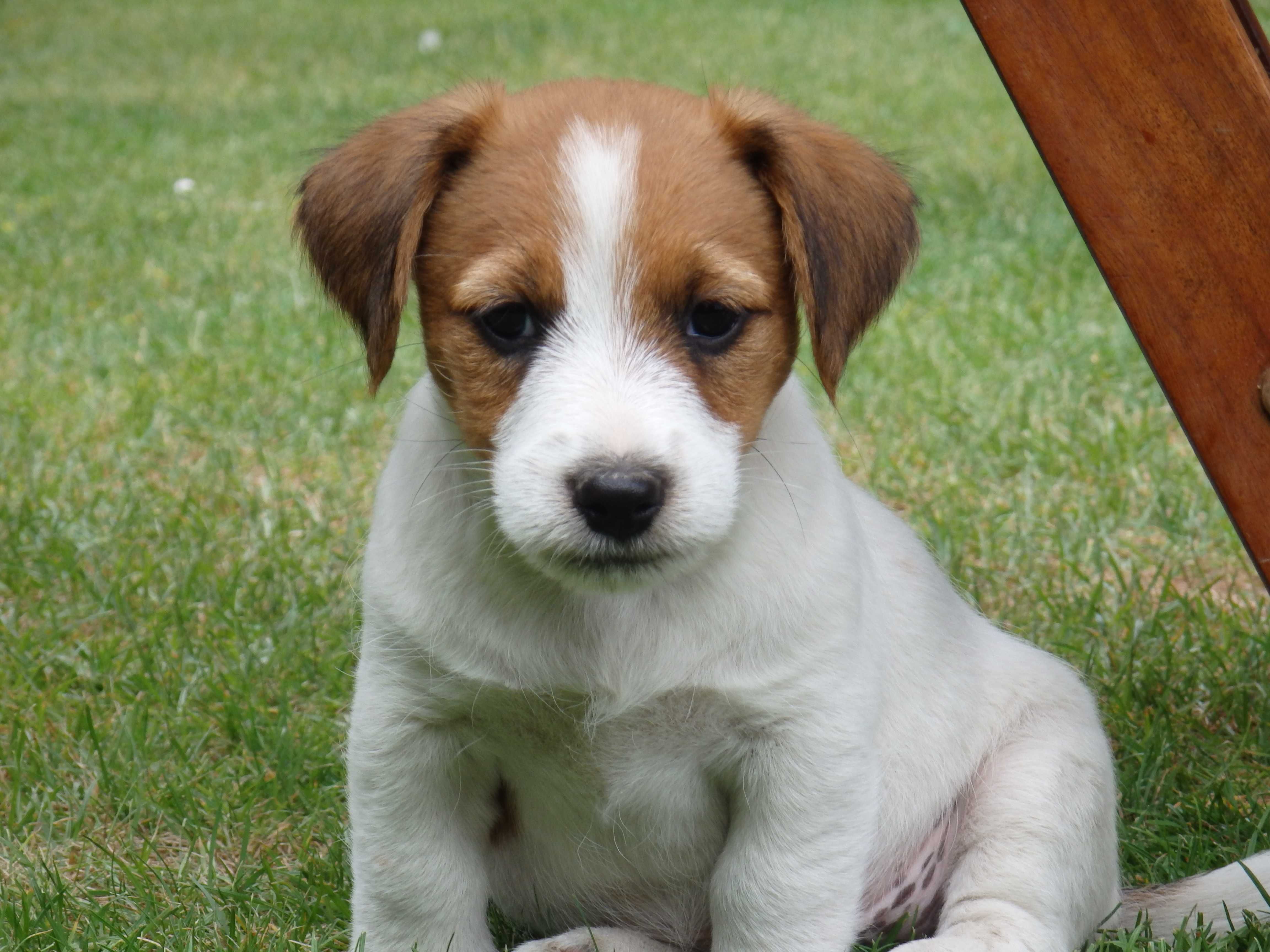 Jack Russell Terrier piesek od #Smartie Jacks # rodzice ZKwP/ FCI