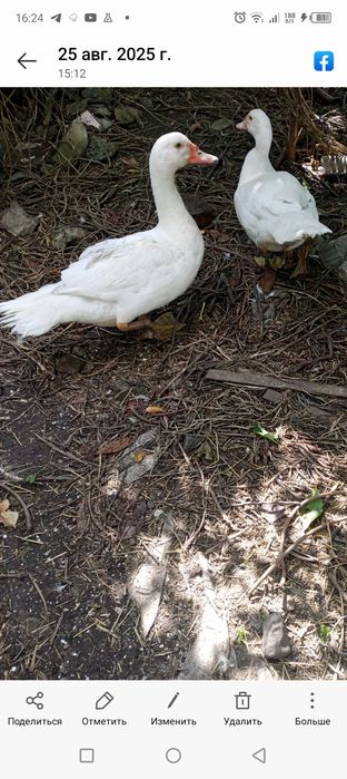 Продам мускусных уток мясистые живым весом.