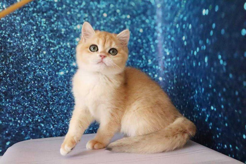 Плюшевый британский мальчишка-золотая шиншила