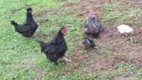 Trio sedosas frizadas com filhos e 4 galinhas poedeiras