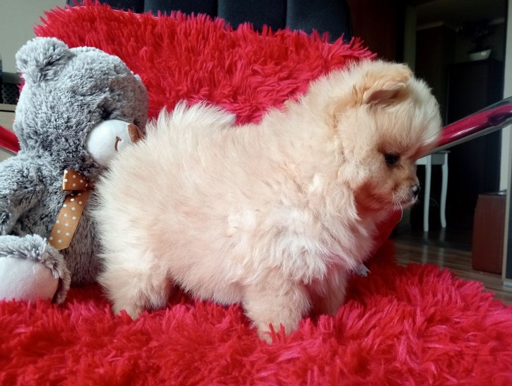 Piękny piesek szpic miniaturowy pomeranian