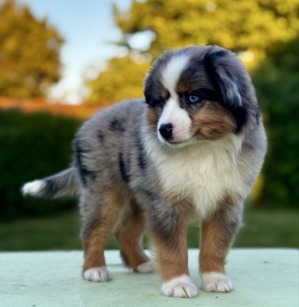 Amerykański owczarek miniaturowy- MAS - Mini Aussie- piesek FCI