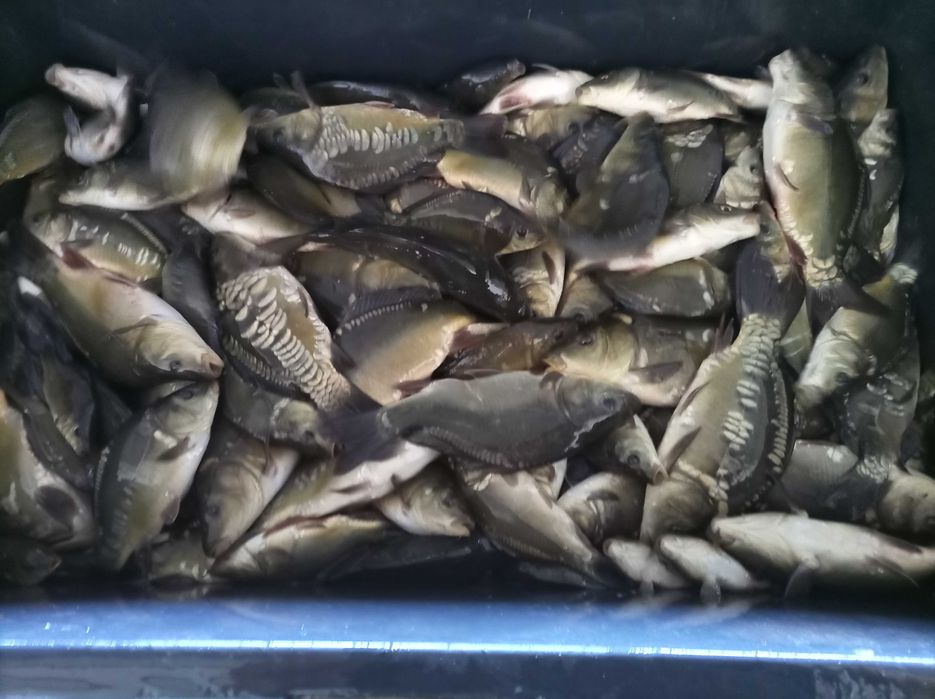 Karp narybek 8 sztuk na kg , amur lin szczupak karaś