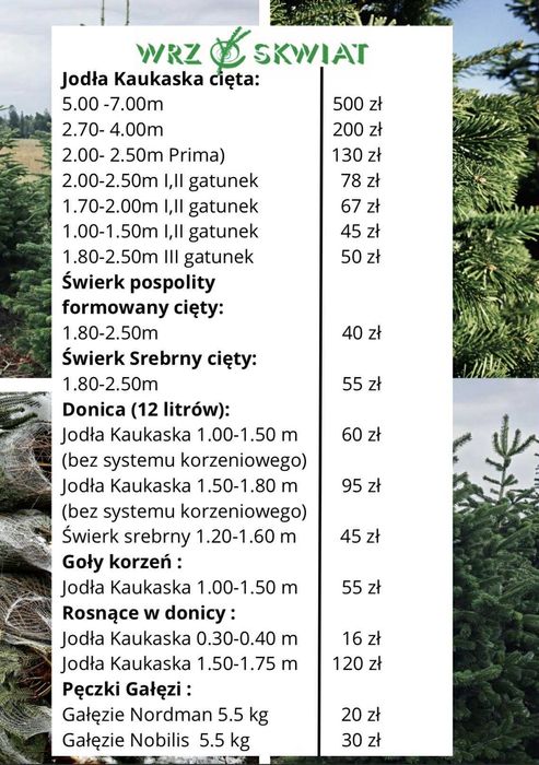Jodla kaukaska 2.70-4.00 swierk choinki