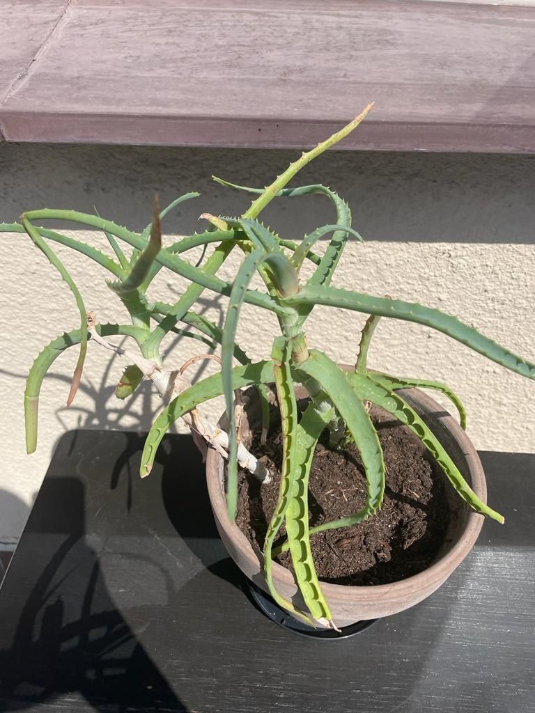 Aloes drzewiasty sadzonka roślina w doniczce