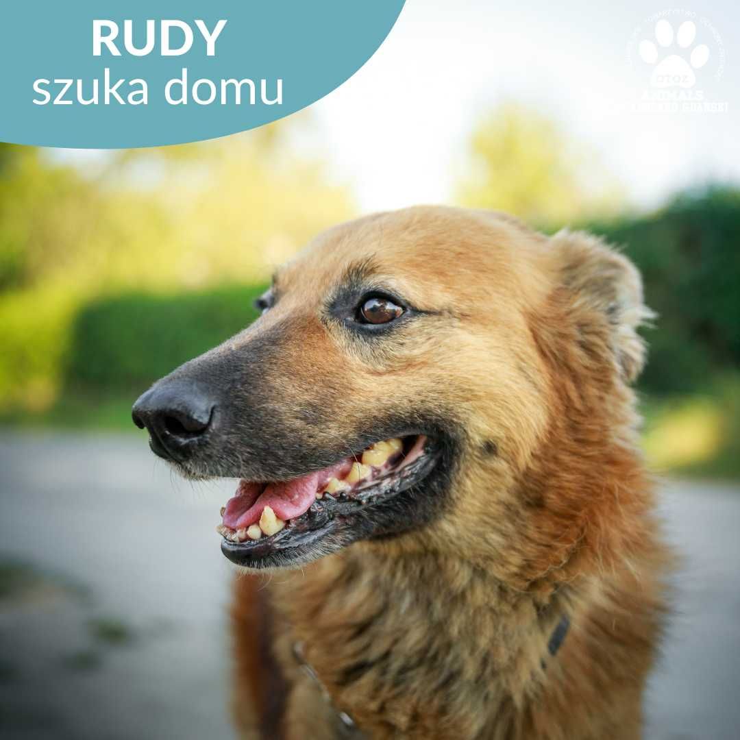 Super psiak Rudy szuka domu!