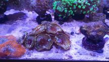 Palythoa Grandis Stripped zoa akwarium morskie koralowce likwidacja