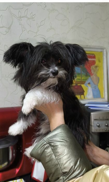 Мальчик чихуахуа йорк