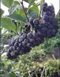 Aronia świeże owoce z mojego ogrodzie. Bez oprysków. 100% eko i świeże