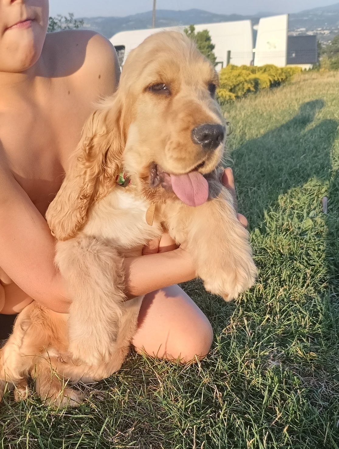 Cocer Spaniel szczeniak