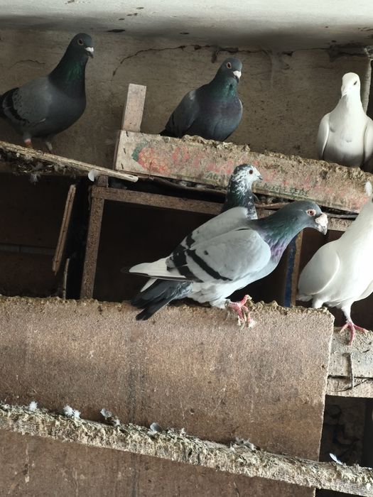 Gołębie, piekne gołąbki