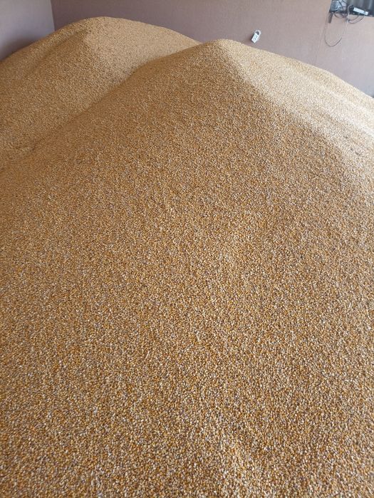 Продам кукурудзу з сушки