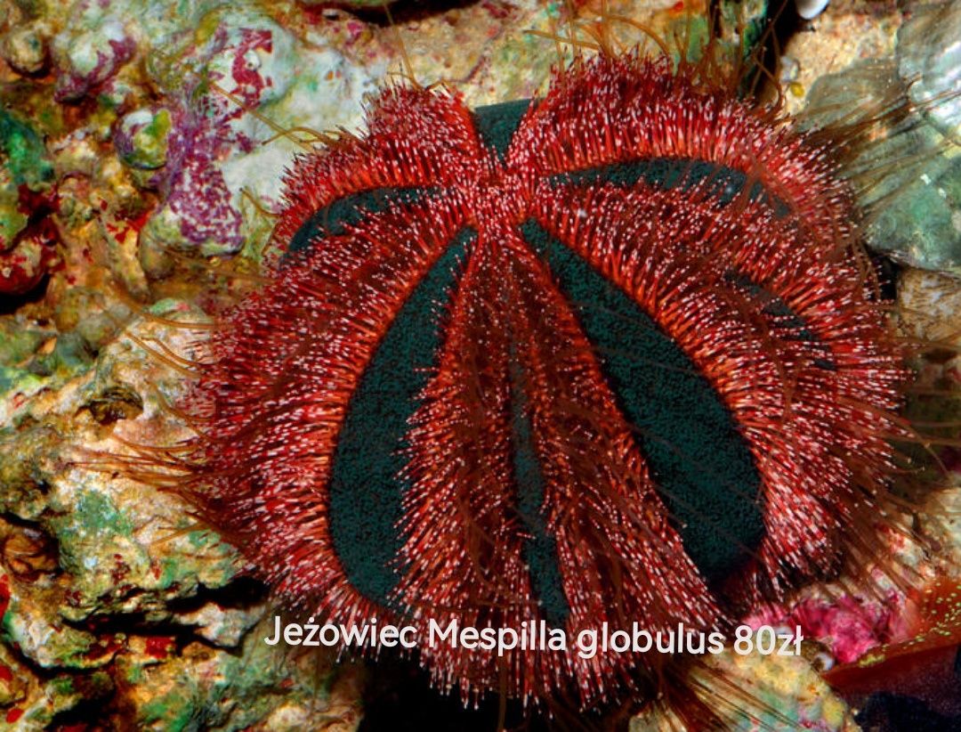 JEŻOWIEC MORSKI Mespilla globulus RED Akwarium morskie WYSYŁKA