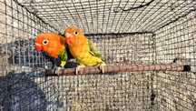 Agapornis Fischer Opalino ewing