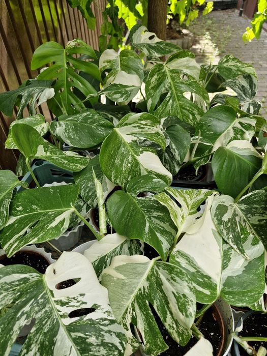 Монстеру Альбу продам