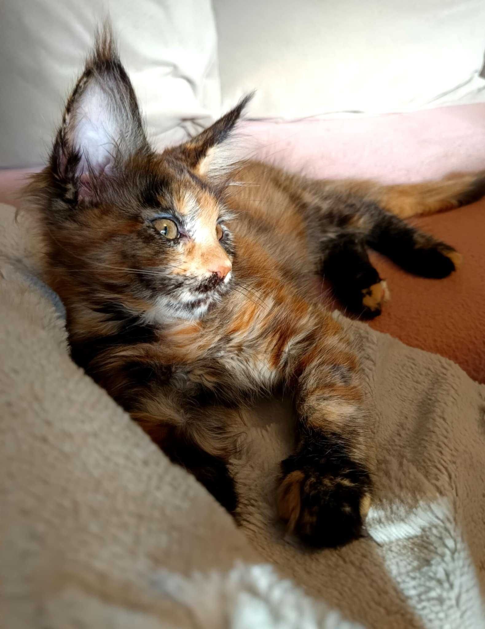 Maine Coon kotka z rodowodem FPL – kolor fs – do hodowli