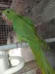 Ring neck verde para seder