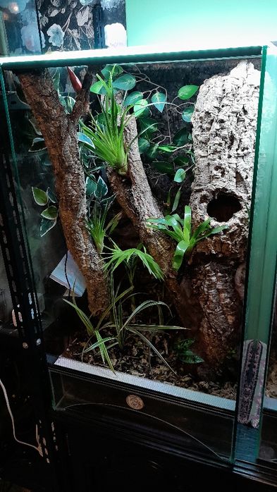 Terrarium 45x45x80 bioaktywne gekon uszaty orzęsiony