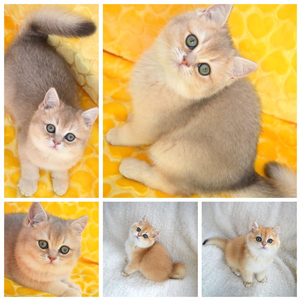 Британская золотая/голубая шиншилла/котята