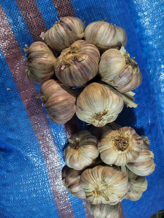 Czosnek polski 50 główek zimowy HARNAŚ twardy zdrowy