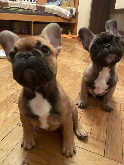 Цуценята французького бульдога!