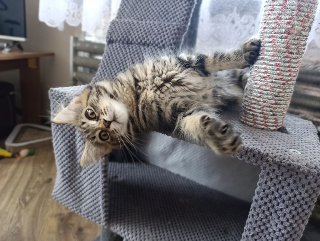 Maine coon kotka