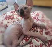 Gato Sphynx dwelf acasalamento sphynx e sphynx elf