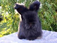 Angora angielska królik york
