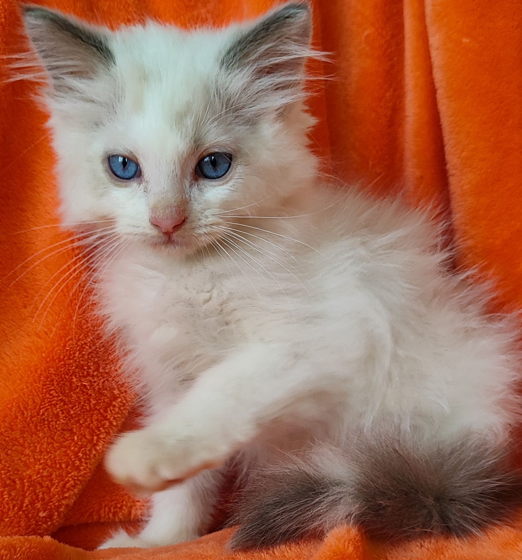 Niesbieski kocurek ragdoll z rodowodem FPL po IC