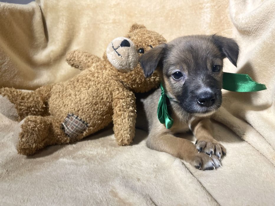 Чудо хлопчик чекає на тебе