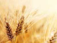 Семена пшеницы твердый Канадский сорт HARD AMBER DURUM