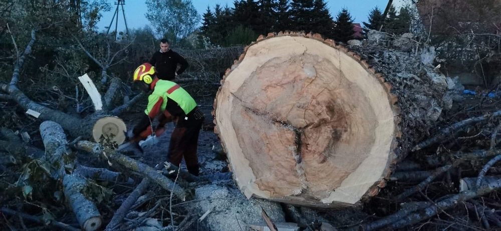 Wycinka, podcinka drzew, zwyżka, arborystyka, koszenie traw rębak