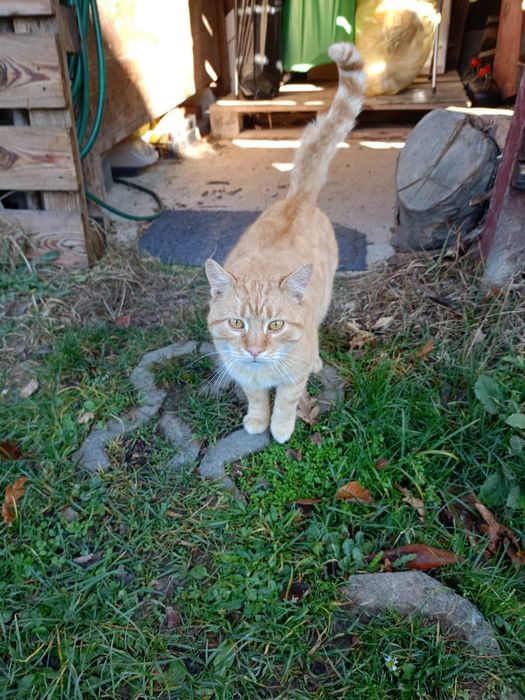 Oddam kota - TYLKO w dobre ręce