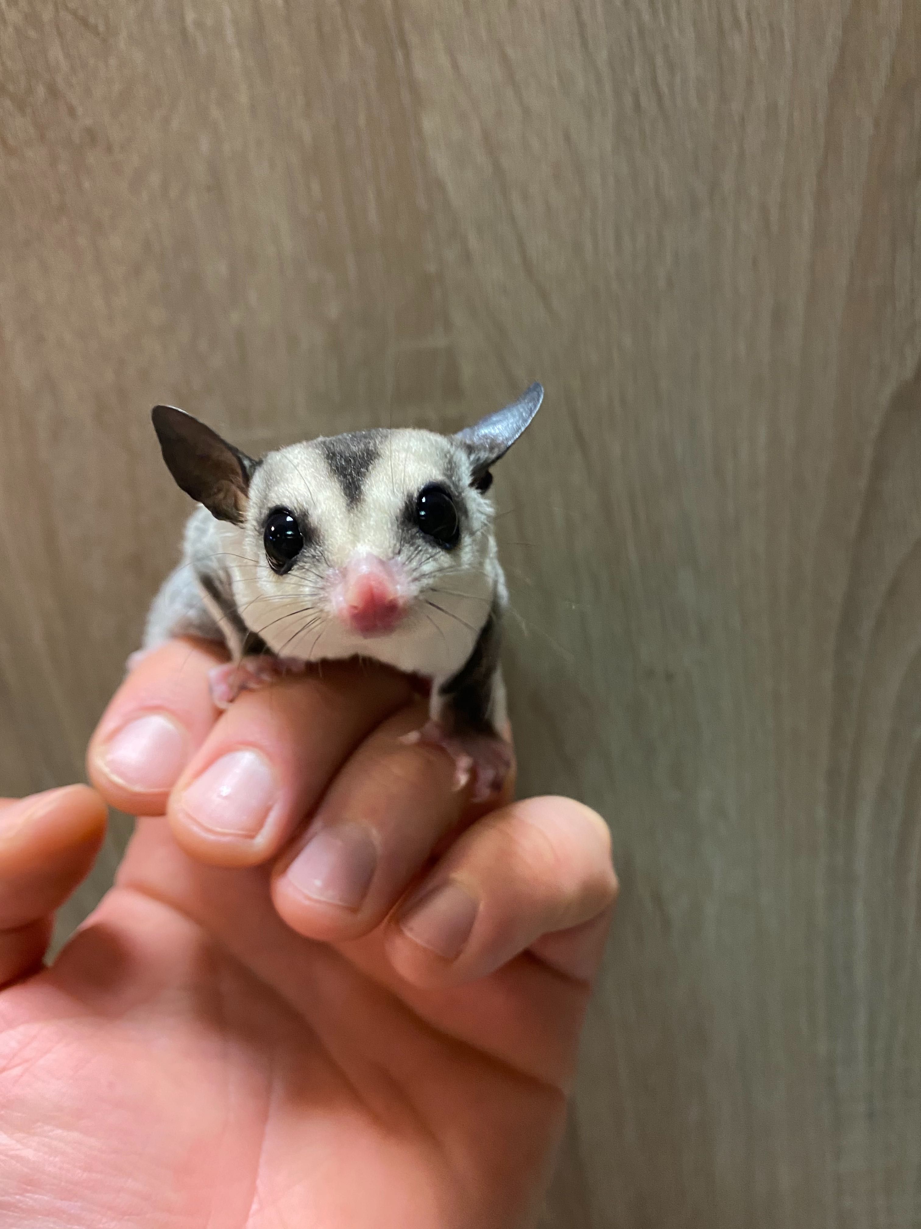 Lotopalanka lotopalanki
