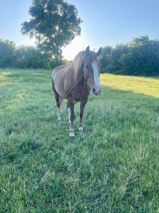 Продається молода коняка