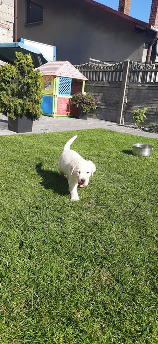 Labrador Biszkoptowy Piesek