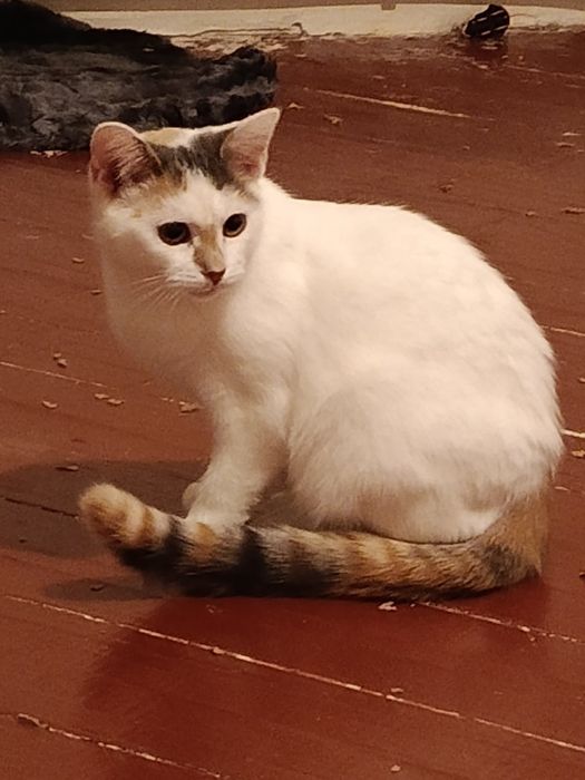 Отдам в добрие руки котят