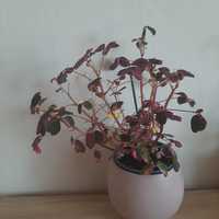 Szczawik oxalis crazy plum