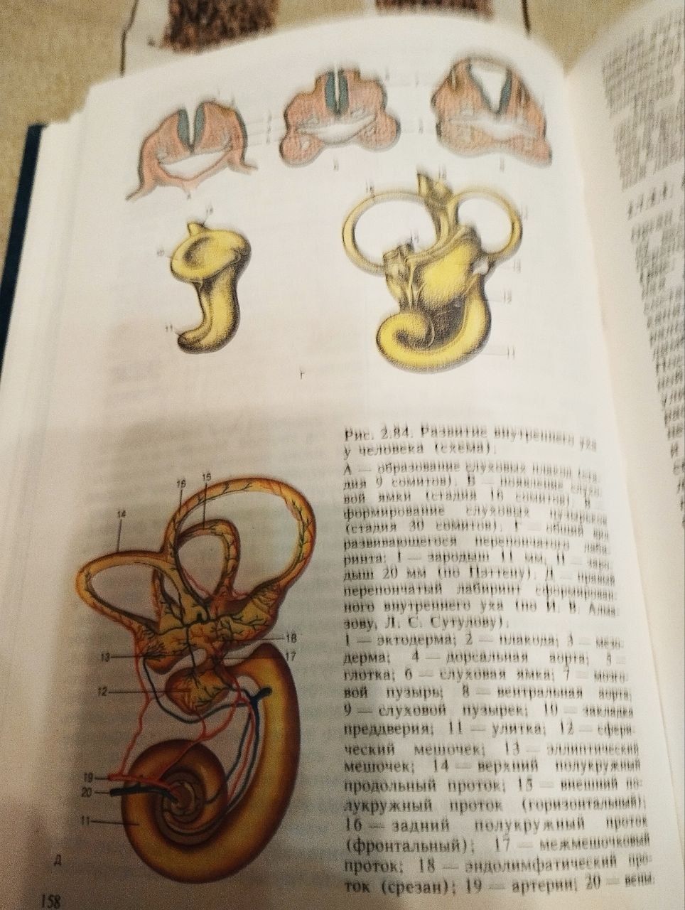 АТЛАС гистология, цитология, эмбриология