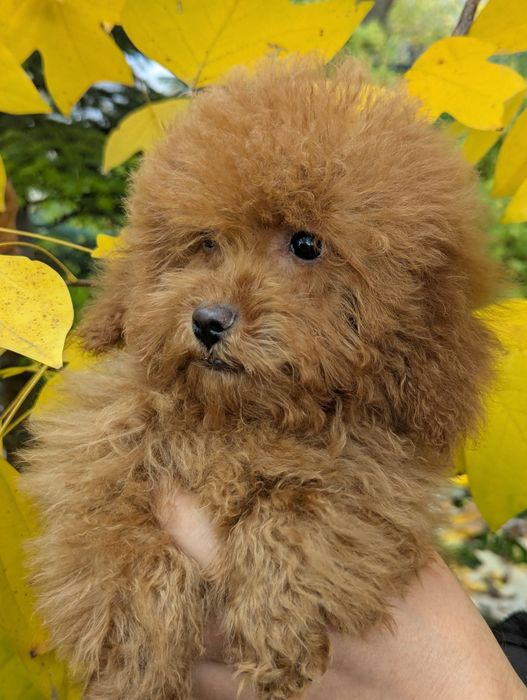 Міні хлопчик шукає свою людину.